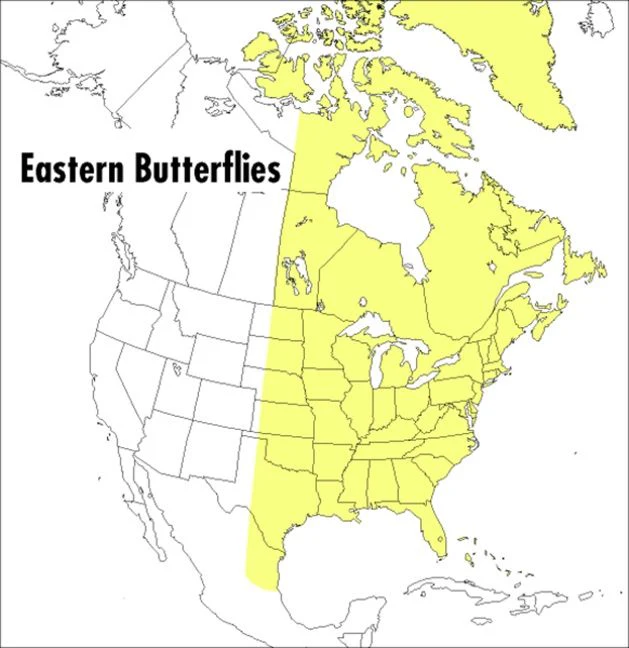 A Peterson Field Guide To Eastern Butterflies - Image 2
