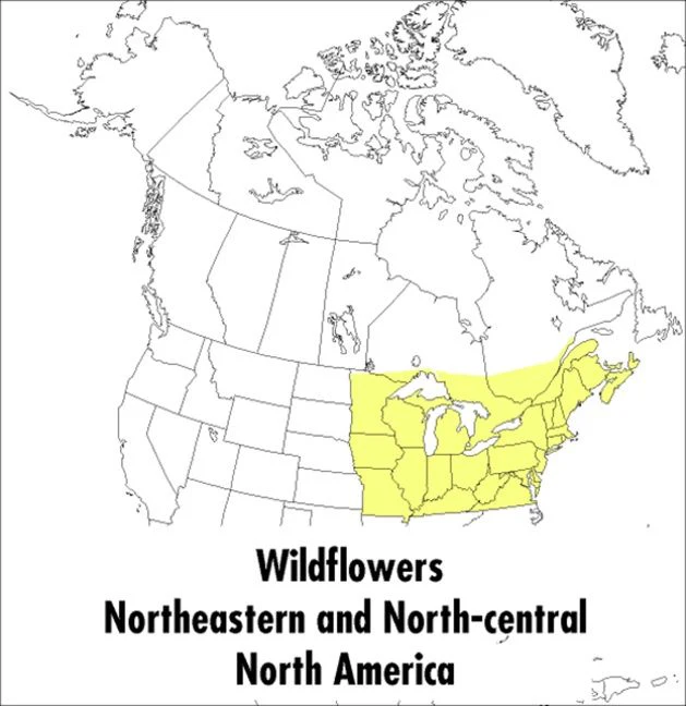 A Peterson Field Guide To Wildflowers - Image 2