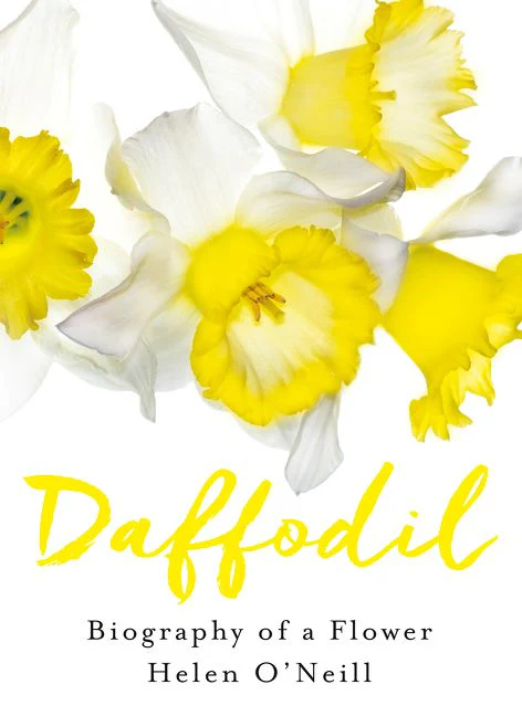 Daffodil - Image 2
