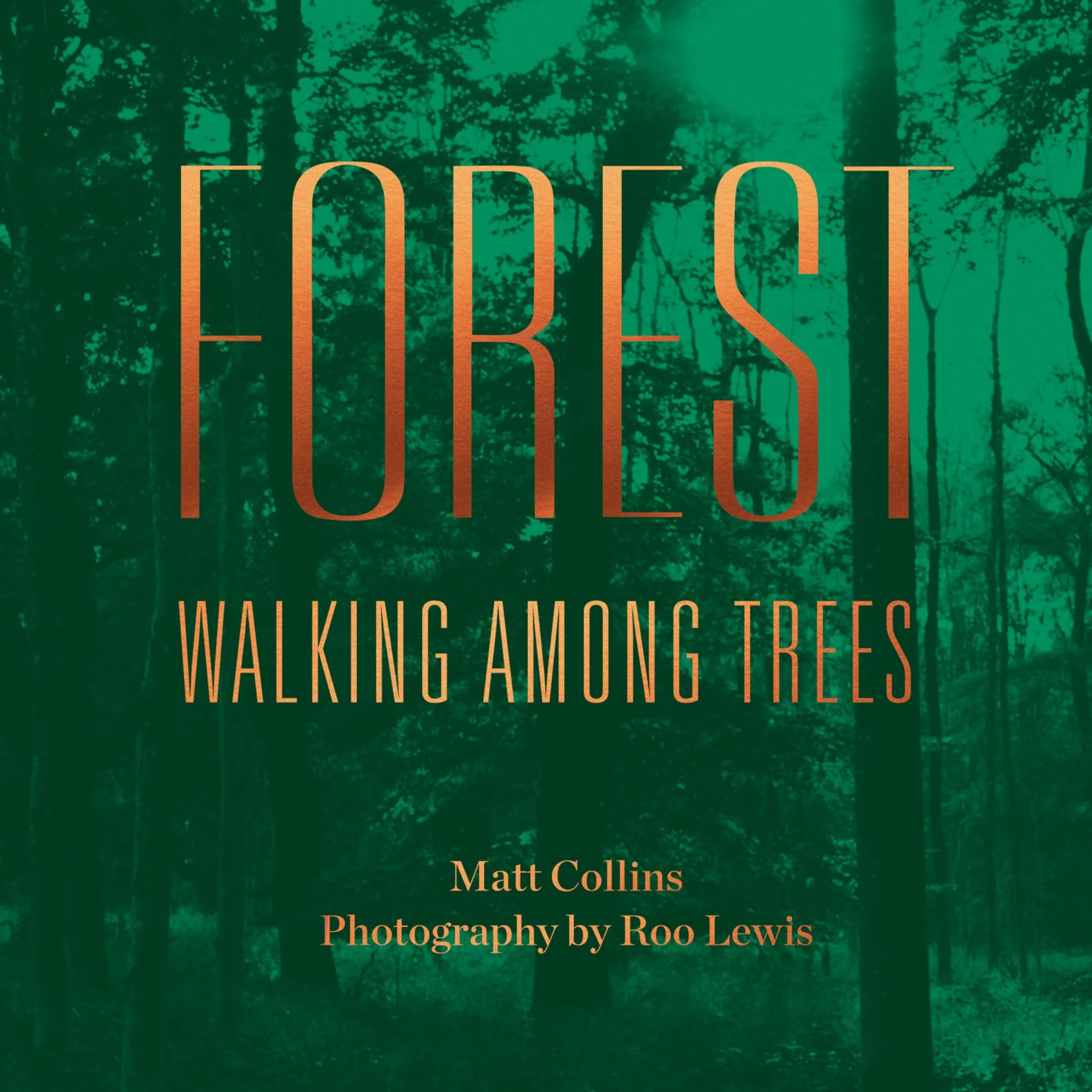 Forest: Walking among trees - Image 3