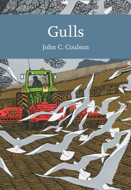 Gulls - Image 2