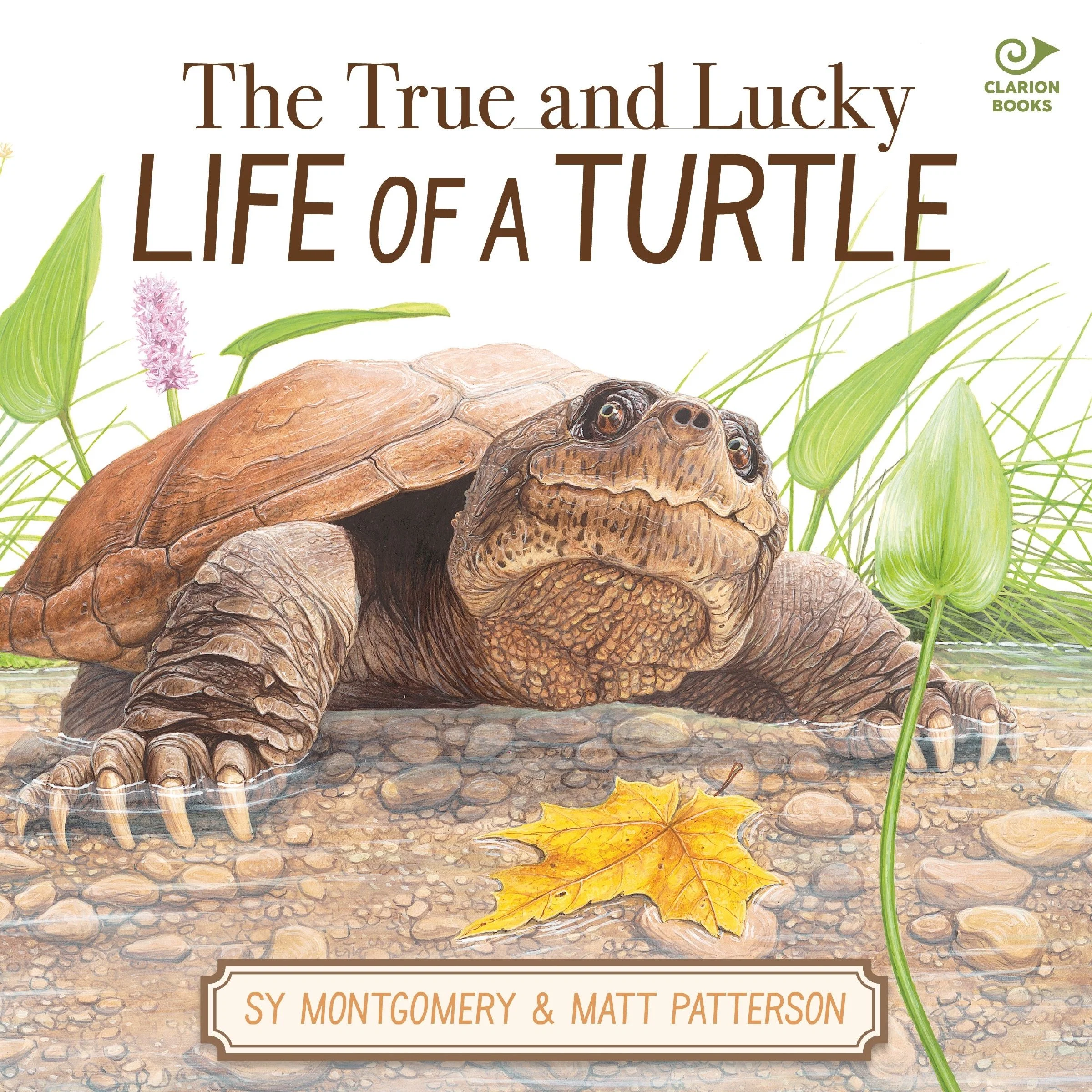 The True and Lucky Life of a Turtle - Image 3